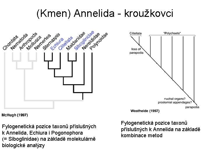 (Kmen) Annelida - kroužkovci Fylogenetická pozice taxonů příslušných k Annelida, Echiura i Pogonophora (=