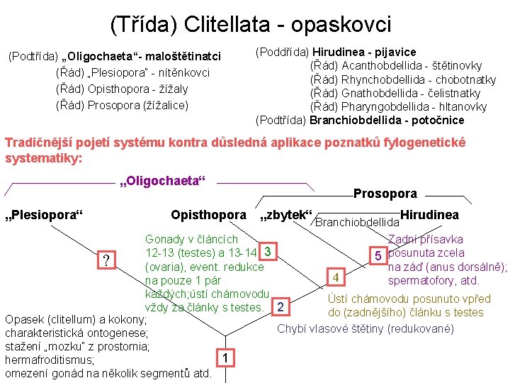 (Třída) Clitellata - opaskovci (Podtřída) „Oligochaeta“- maloštětinatci (Řád) „Plesiopora“ - nítěnkovci (Řád) Opisthopora -