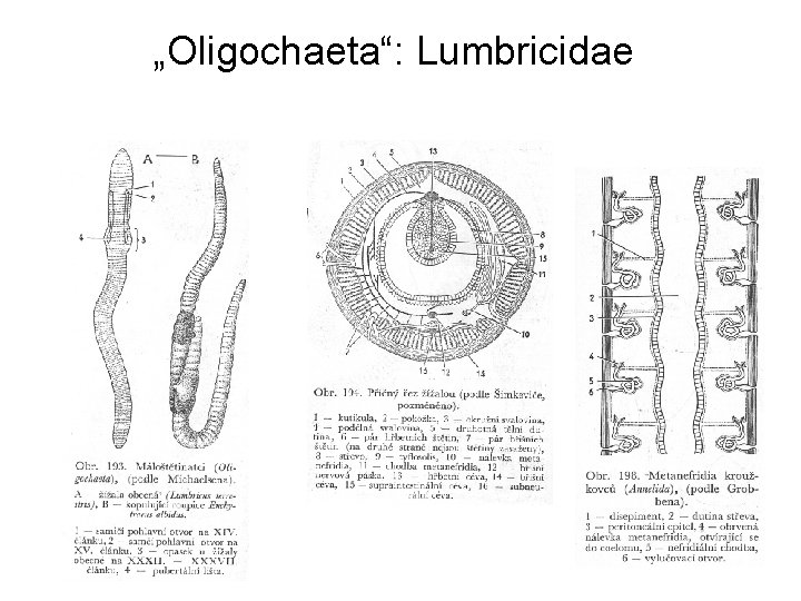 „Oligochaeta“: Lumbricidae 