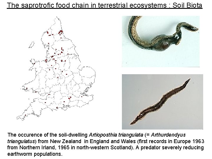 The saprotrofic food chain in terrestrial ecosystems : Soil Biota The occurence of the