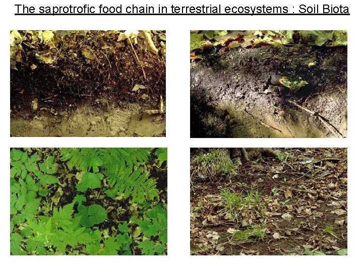 The saprotrofic food chain in terrestrial ecosystems : Soil Biota The saprotrofic food chain in terrestrial ecosystems : Soil Biota