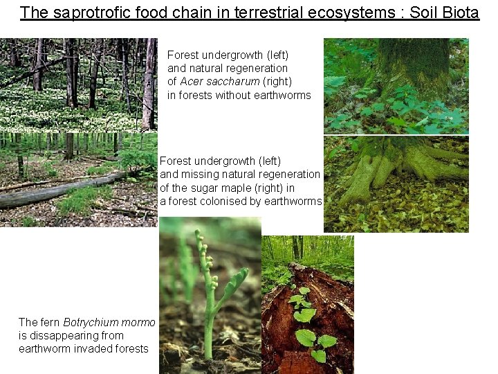 The saprotrofic food chain in terrestrial ecosystems : Soil Biota Forest undergrowth (left) and