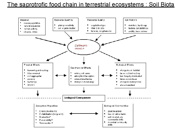 The saprotrofic food chain in terrestrial ecosystems : Soil Biota 