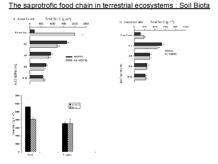 The saprotrofic food chain in terrestrial ecosystems : Soil Biota 