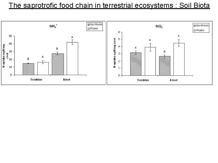 The saprotrofic food chain in terrestrial ecosystems : Soil Biota 