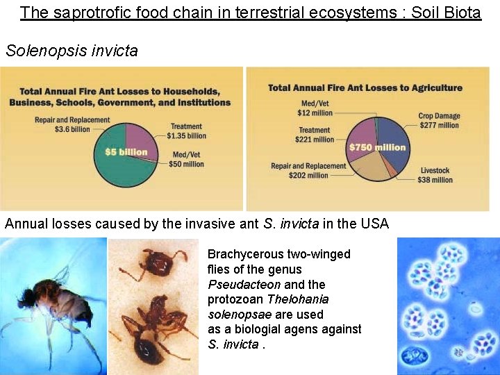 The saprotrofic food chain in terrestrial ecosystems : Soil Biota Solenopsis invicta Annual losses