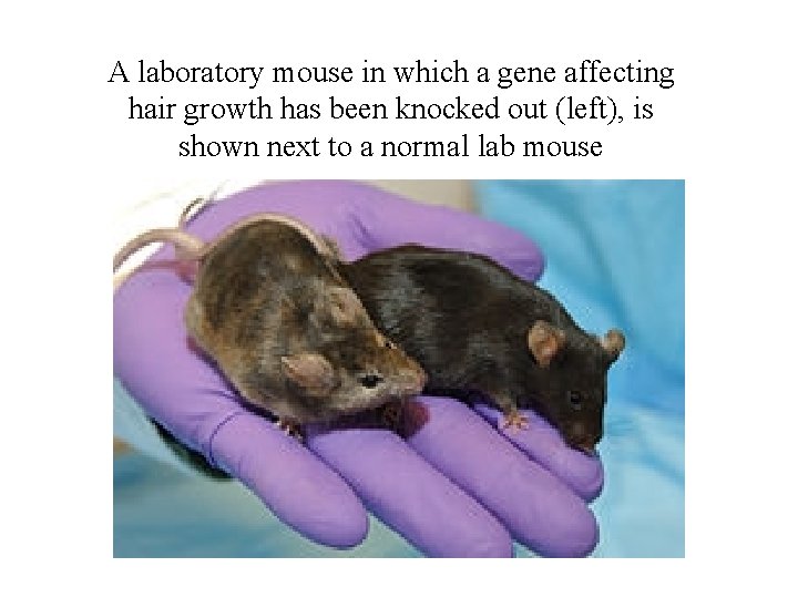 A laboratory mouse in which a gene affecting hair growth has been knocked out