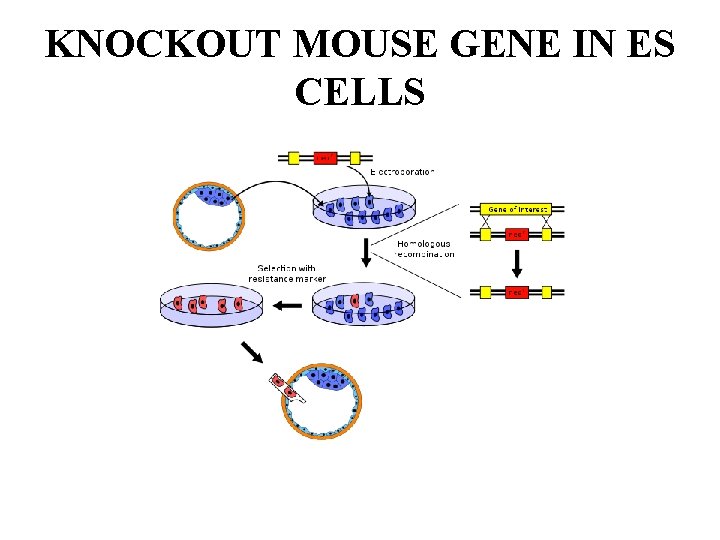 KNOCKOUT MOUSE GENE IN ES CELLS 