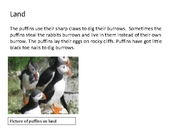 Land The puffins use their sharp claws to dig their burrows. Sometimes the puffins