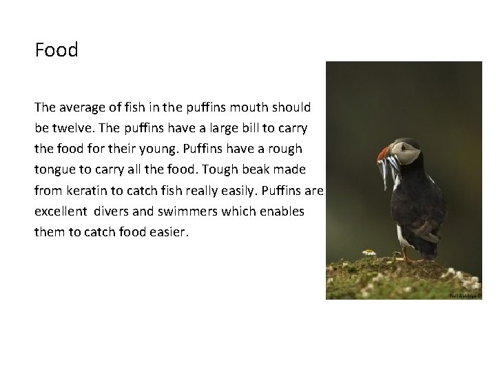 Food The average of fish in the puffins mouth should be twelve. The puffins