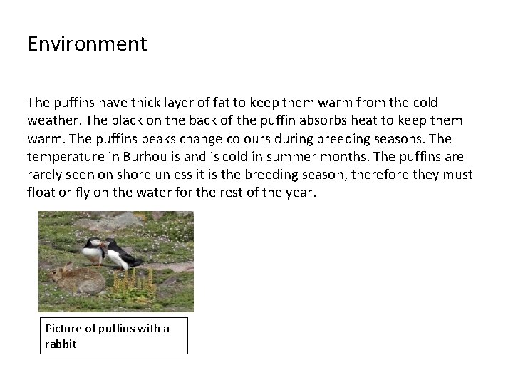Environment The puffins have thick layer of fat to keep them warm from the