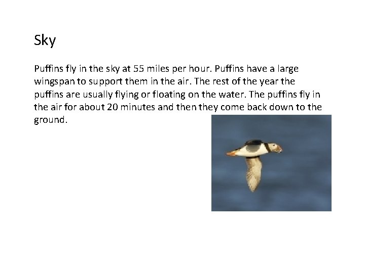 Sky Puffins fly in the sky at 55 miles per hour. Puffins have a