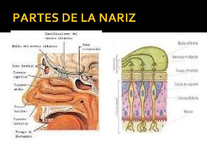 PARTES DE LA NARIZ 