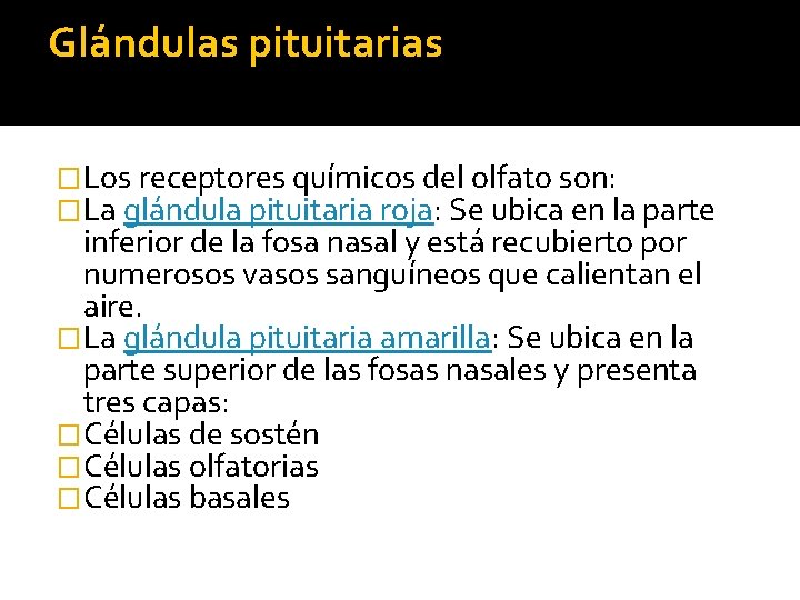 Glándulas pituitarias �Los receptores químicos del olfato son: �La glándula pituitaria roja: Se ubica