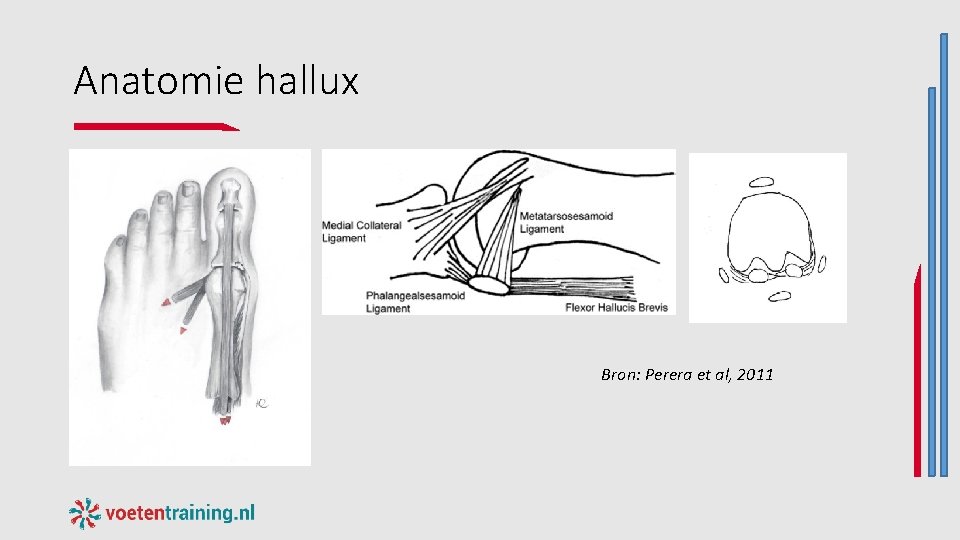 Anatomie hallux Bron: Perera et al, 2011 Anatomie hallux Bron: Perera et al, 2011