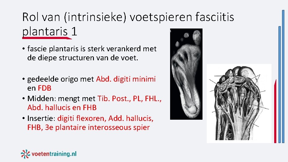 Rol van (intrinsieke) voetspieren fasciitis plantaris 1 • fascie plantaris is sterk verankerd met Rol van (intrinsieke) voetspieren fasciitis plantaris 1 • fascie plantaris is sterk verankerd met