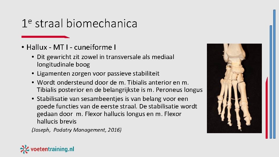 1 e straal biomechanica • Hallux - MT I - cuneiforme I • Dit 1 e straal biomechanica • Hallux - MT I - cuneiforme I • Dit