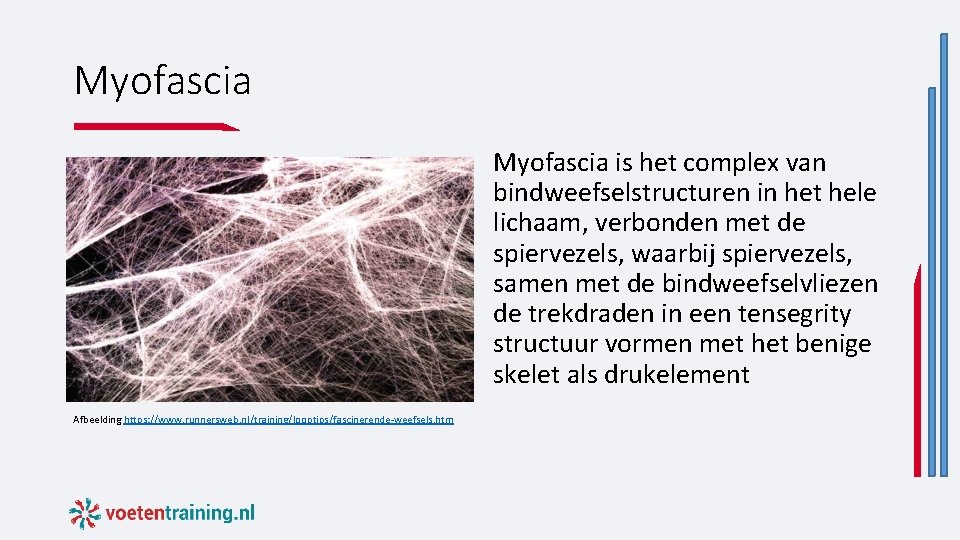 Myofascia is het complex van bindweefselstructuren in het hele lichaam, verbonden met de spiervezels, Myofascia is het complex van bindweefselstructuren in het hele lichaam, verbonden met de spiervezels,