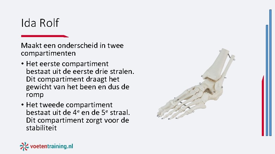 Ida Rolf Maakt een onderscheid in twee compartimenten • Het eerste compartiment bestaat uit Ida Rolf Maakt een onderscheid in twee compartimenten • Het eerste compartiment bestaat uit