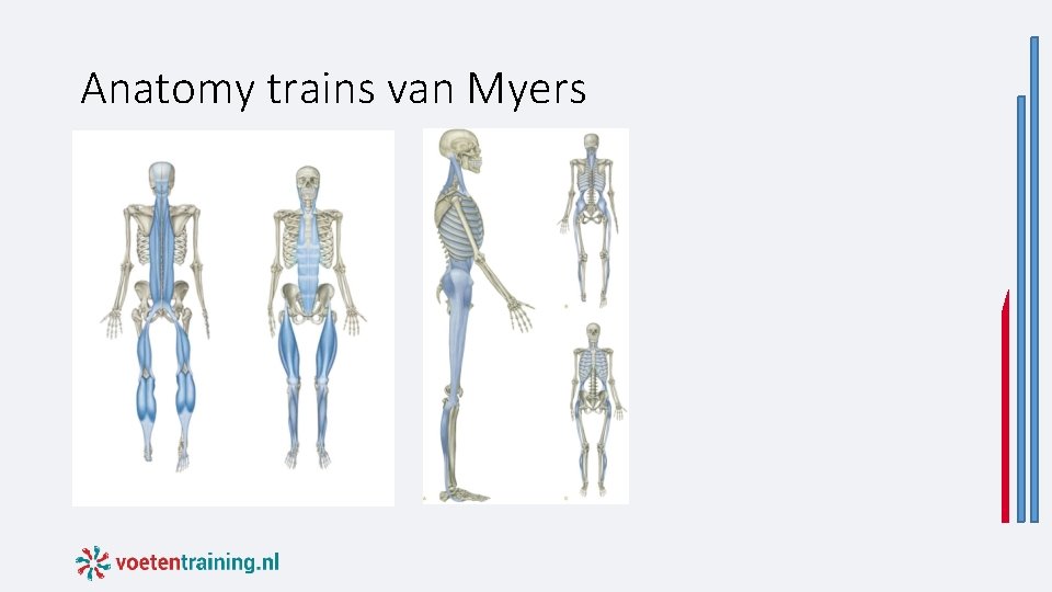 Anatomy trains van Myers Anatomy trains van Myers