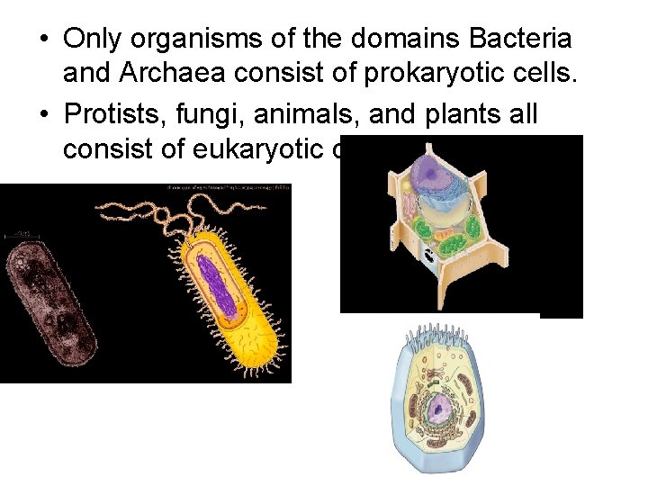  • Only organisms of the domains Bacteria and Archaea consist of prokaryotic cells.