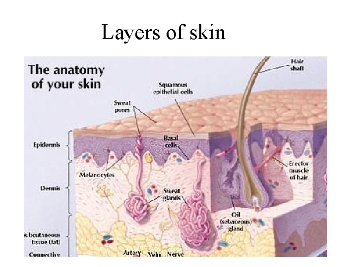 Layers of skin 