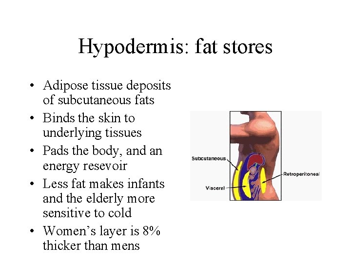Hypodermis: fat stores • Adipose tissue deposits of subcutaneous fats • Binds the skin