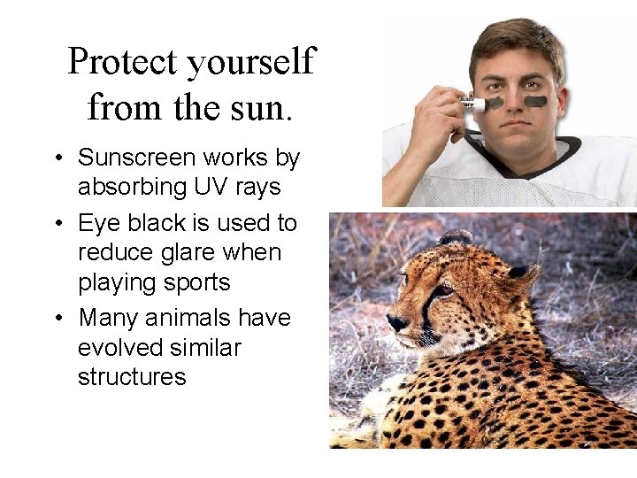 Protect yourself from the sun. • Sunscreen works by absorbing UV rays • Eye