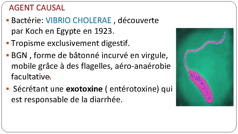 AGENT CAUSAL § Bactérie: VIBRIO CHOLERAE , découverte par Koch en Egypte en 1923.