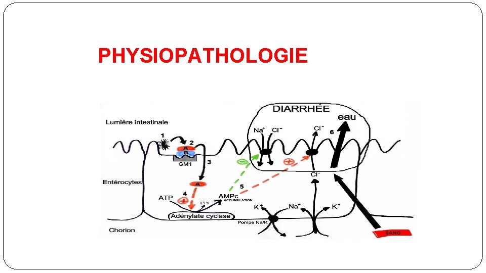 PHYSIOPATHOLOGIE 