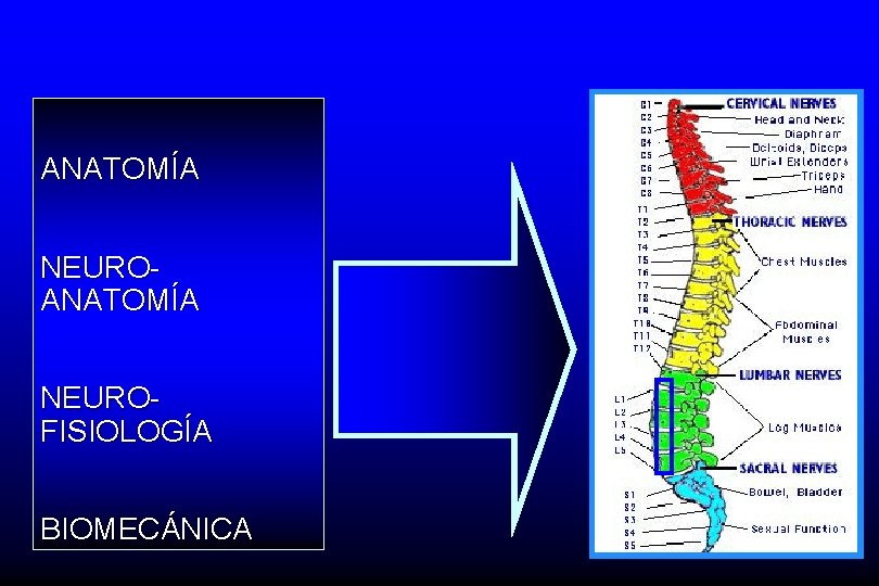 ANATOMÍA NEUROFISIOLOGÍA BIOMECÁNICA 