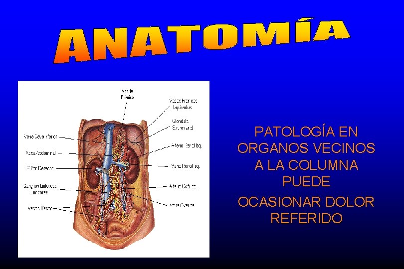 PATOLOGÍA EN ORGANOS VECINOS A LA COLUMNA PUEDE OCASIONAR DOLOR REFERIDO 