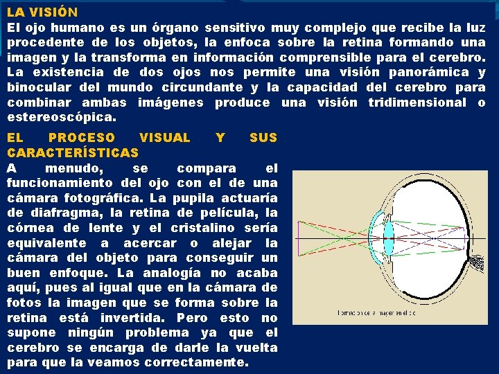 LA VISIÓN El ojo humano es un órgano sensitivo muy complejo que recibe la