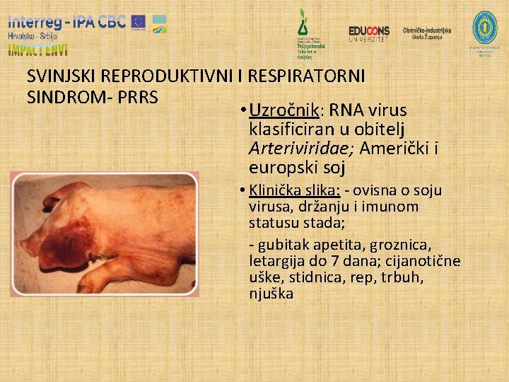 SVINJSKI REPRODUKTIVNI I RESPIRATORNI SINDROM- PRRS • Uzročnik: RNA virus klasificiran u obitelj Arteriviridae;