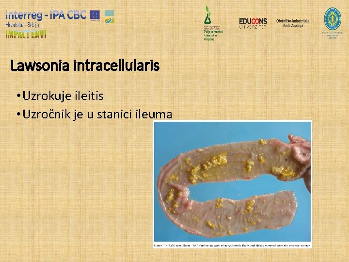 Lawsonia intracellularis • Uzrokuje ileitis • Uzročnik je u stanici ileuma 