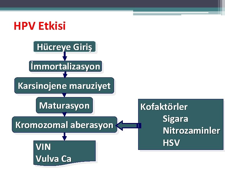 HPV Etkisi Hücreye Giriş İmmortalizasyon Karsinojene maruziyet Maturasyon Kromozomal aberasyon VIN Vulva Ca Kofaktörler HPV Etkisi Hücreye Giriş İmmortalizasyon Karsinojene maruziyet Maturasyon Kromozomal aberasyon VIN Vulva Ca Kofaktörler