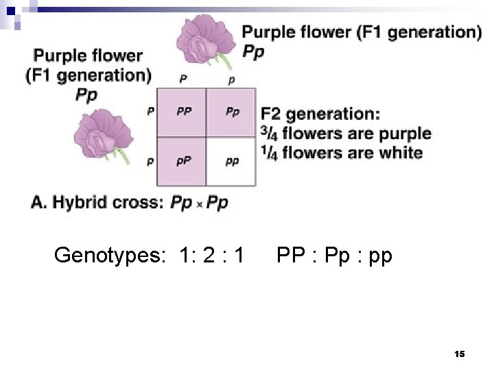 Genotypes: 1: 2 : 1 PP : Pp : pp 15 