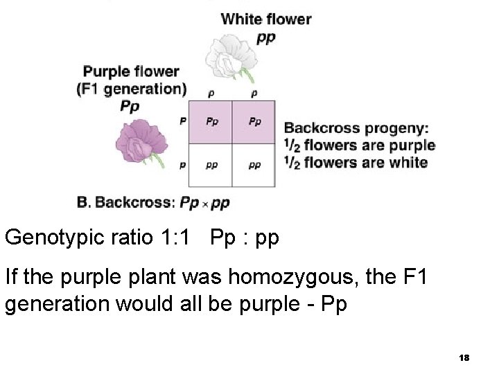 Genotypic ratio 1: 1 Pp : pp If the purple plant was homozygous, the