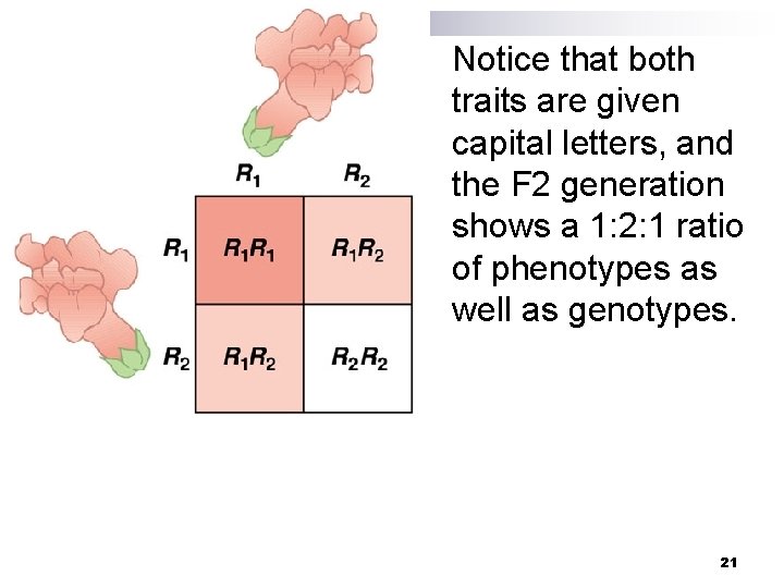 Notice that both traits are given capital letters, and the F 2 generation shows