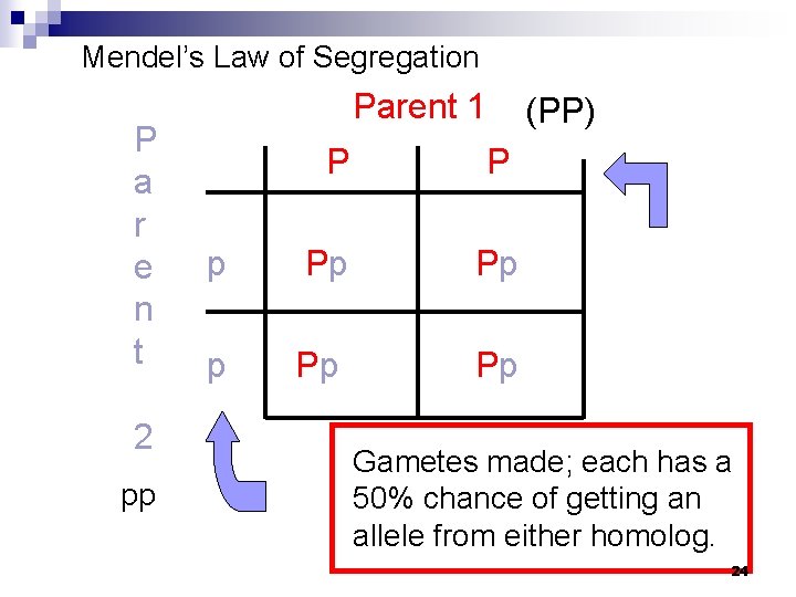 Mendel’s Law of Segregation P a r e n t 2 pp Parent 1