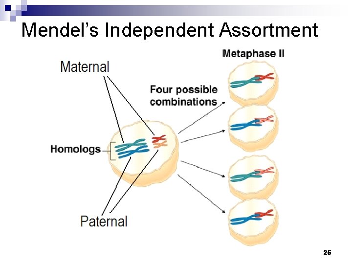 Mendel’s Independent Assortment 25 