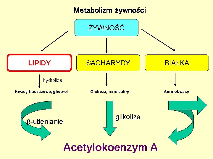 Metabolizm żywności ŻYWNOŚĆ LIPIDY SACHARYDY BIAŁKA Glukoza, inne cukry Aminokwasy hydroliza Kwasy tłuszczowe, glicerol Metabolizm żywności ŻYWNOŚĆ LIPIDY SACHARYDY BIAŁKA Glukoza, inne cukry Aminokwasy hydroliza Kwasy tłuszczowe, glicerol
