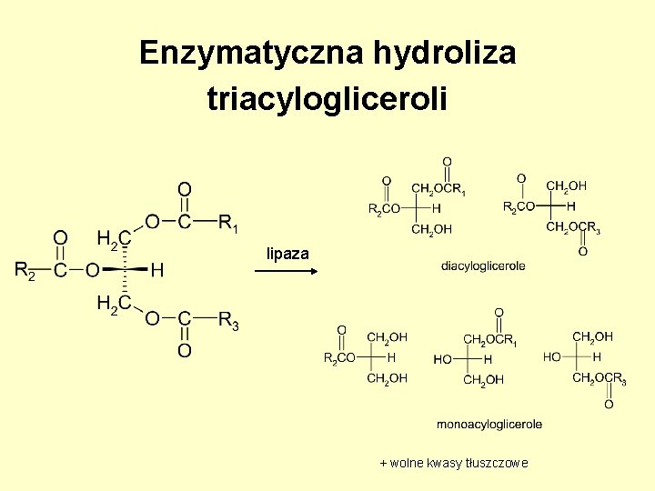 Enzymatyczna hydroliza triacylogliceroli lipaza + wolne kwasy tłuszczowe Enzymatyczna hydroliza triacylogliceroli lipaza + wolne kwasy tłuszczowe
