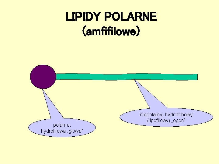 LIPIDY POLARNE (amfifilowe) polarna, hydrofilowa „głowa” niepolarny, hydrofobowy (lipofilowy) „ogon” LIPIDY POLARNE (amfifilowe) polarna, hydrofilowa „głowa” niepolarny, hydrofobowy (lipofilowy) „ogon”