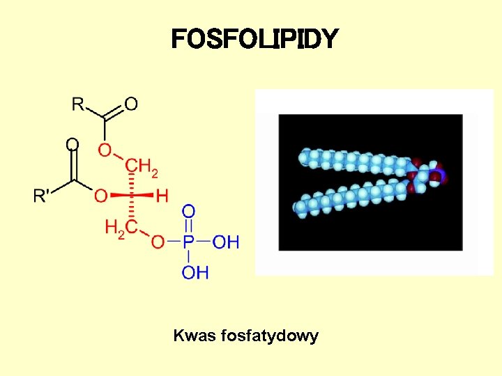 FOSFOLIPIDY Kwas fosfatydowy FOSFOLIPIDY Kwas fosfatydowy