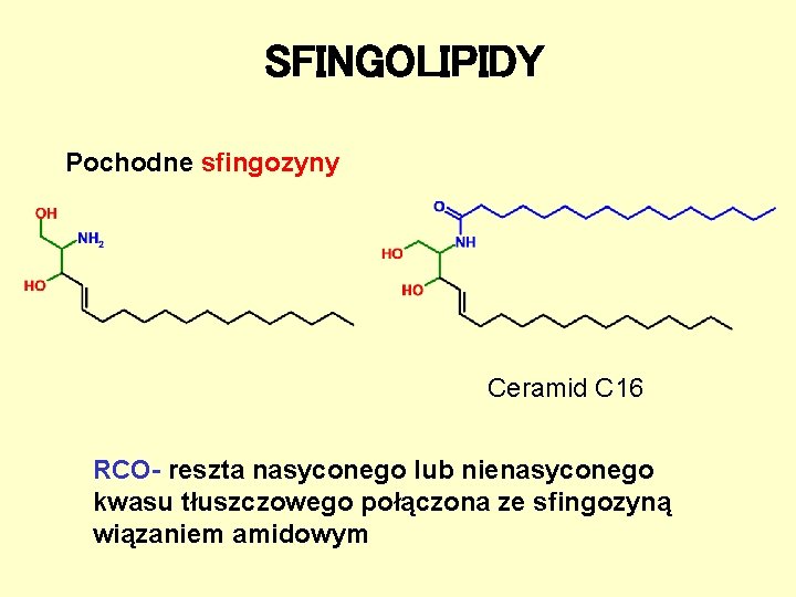 SFINGOLIPIDY Pochodne sfingozyny Ceramid C 16 RCO- reszta nasyconego lub nienasyconego kwasu tłuszczowego połączona SFINGOLIPIDY Pochodne sfingozyny Ceramid C 16 RCO- reszta nasyconego lub nienasyconego kwasu tłuszczowego połączona