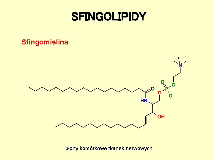 SFINGOLIPIDY Sfingomielina błony komórkowe tkanek nerwowych SFINGOLIPIDY Sfingomielina błony komórkowe tkanek nerwowych