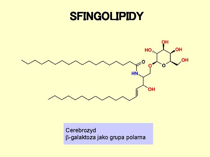 SFINGOLIPIDY Cerebrozyd -galaktoza jako grupa polarna SFINGOLIPIDY Cerebrozyd -galaktoza jako grupa polarna