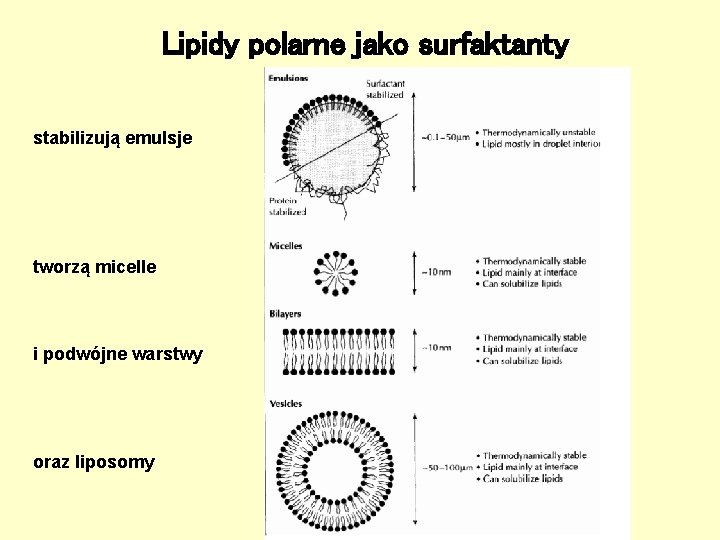 Lipidy polarne jako surfaktanty stabilizują emulsje tworzą micelle i podwójne warstwy oraz liposomy Lipidy polarne jako surfaktanty stabilizują emulsje tworzą micelle i podwójne warstwy oraz liposomy