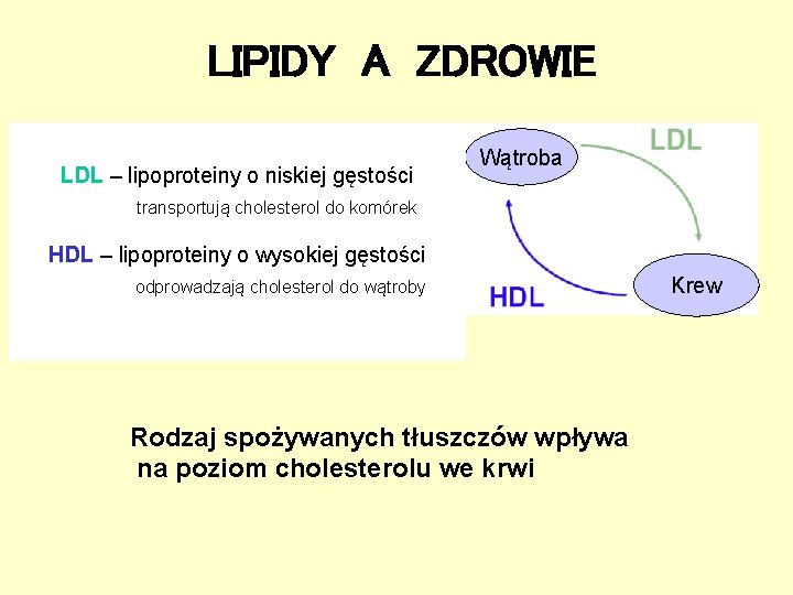 LIPIDY A ZDROWIE LDL – lipoproteiny o niskiej gęstości Wątroba transportują cholesterol do komórek LIPIDY A ZDROWIE LDL – lipoproteiny o niskiej gęstości Wątroba transportują cholesterol do komórek